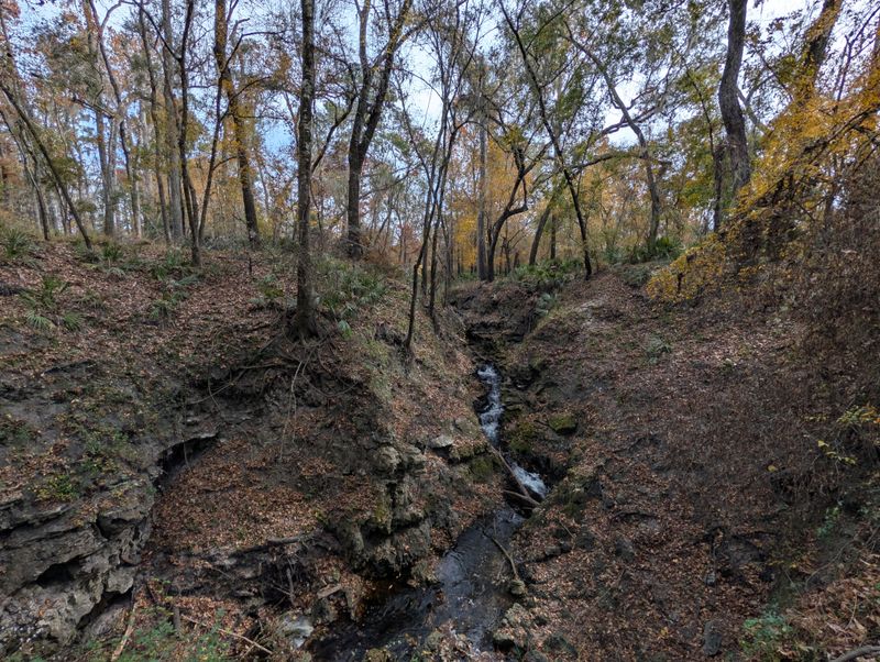 Camp Branch (Disappearing Creek) - White Springs