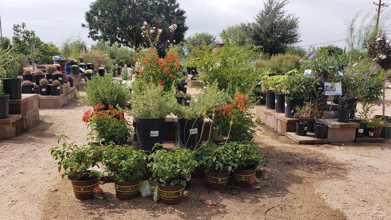 Edible Plants For The Arizona Home Garden Edible Plants For The Arizona Home Garden