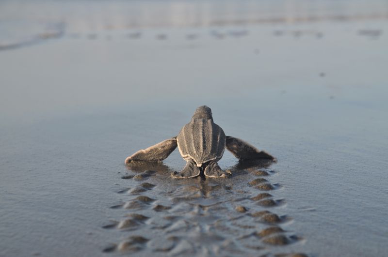 Wildlife You Might See