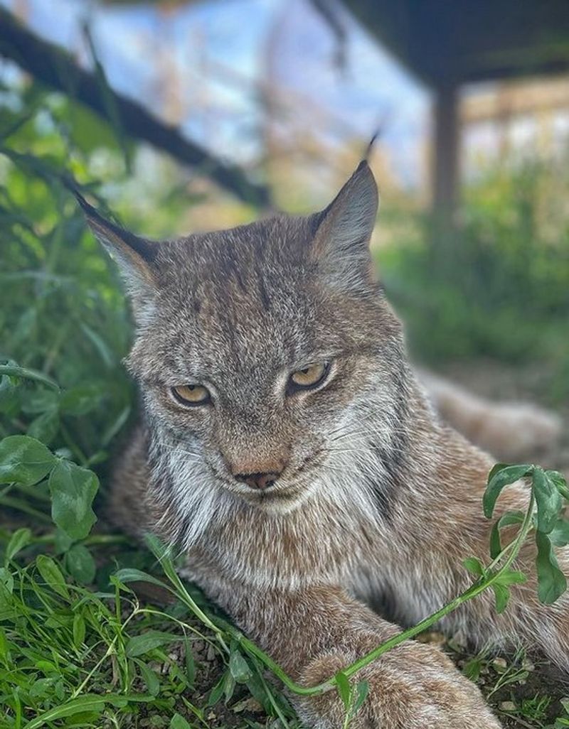 Unexpected Encounters And Quiet Magic