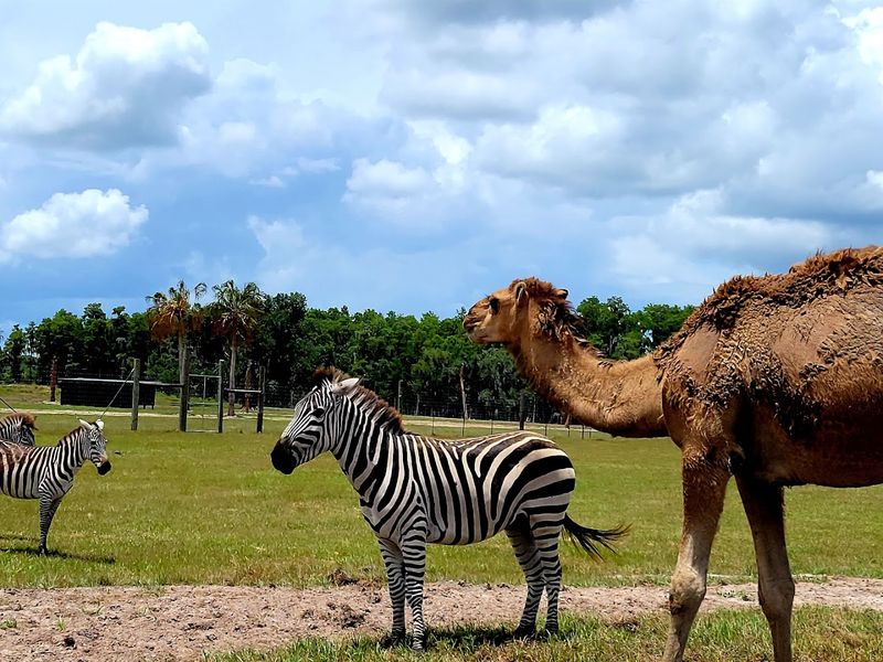 Educational Audio Tour And Animal Pamphlet