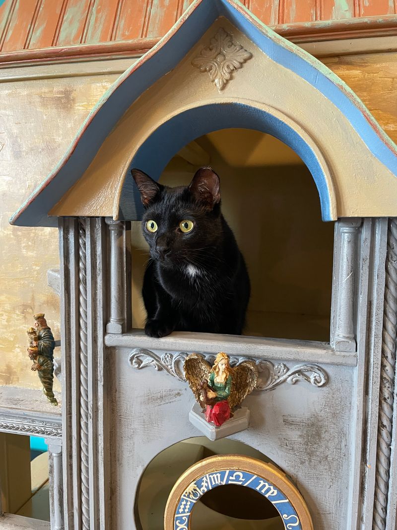 Supporting Local Animal Rescue Efforts