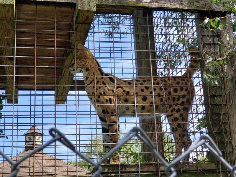 Rescued from Roadside Attractions