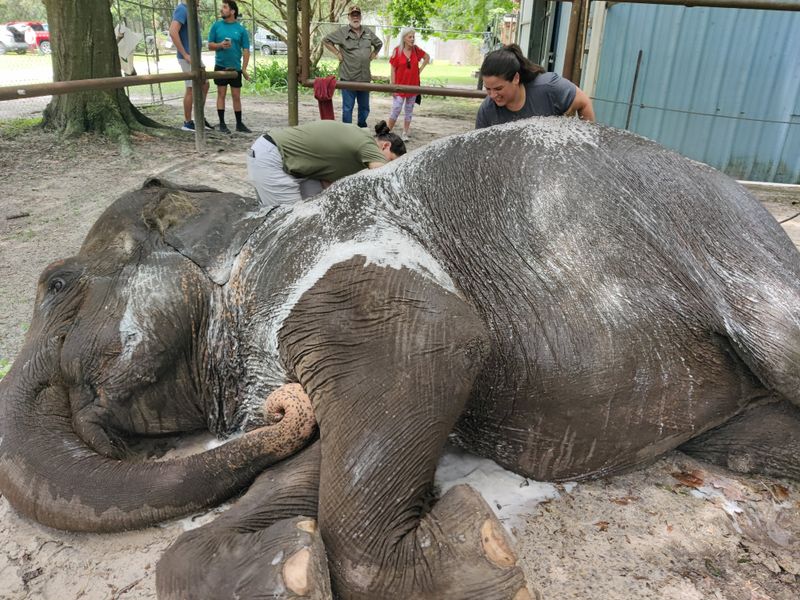 Extreme Encounter for the Ultimate Elephant Experience