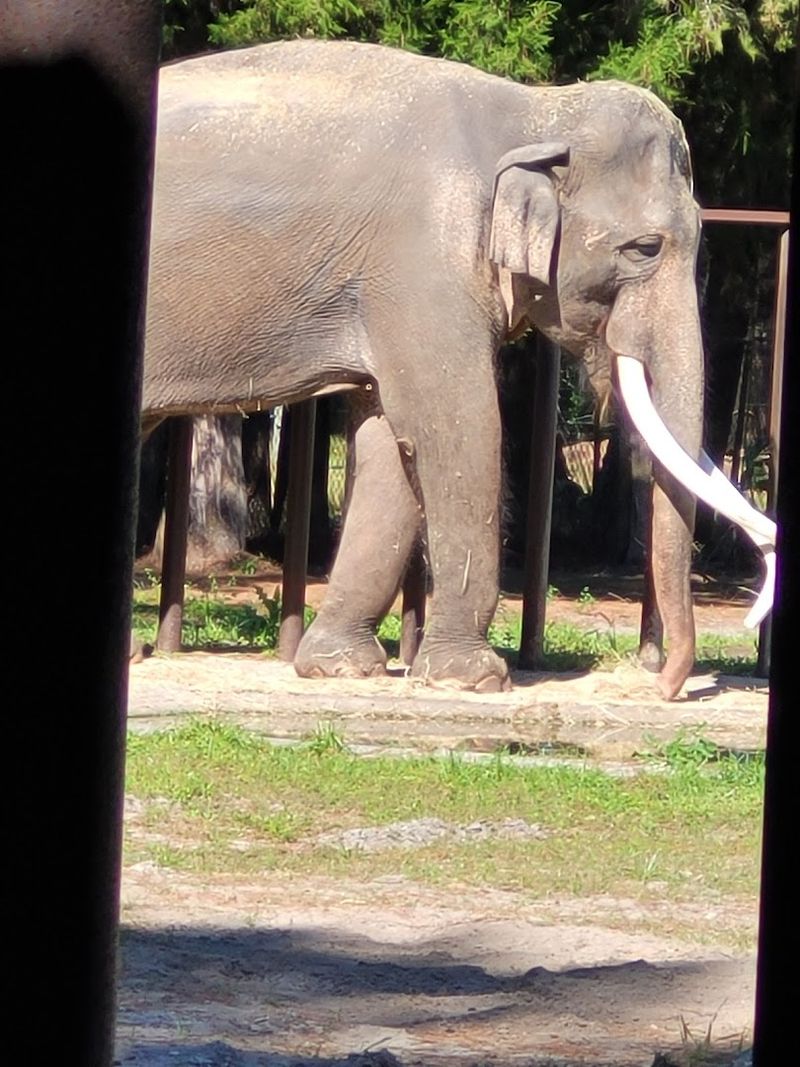 Up-Close Encounters With Asian Elephants