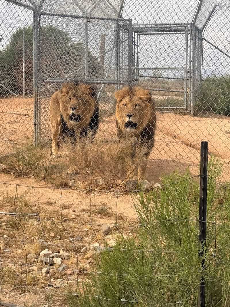 The Big Cat Conservation Story