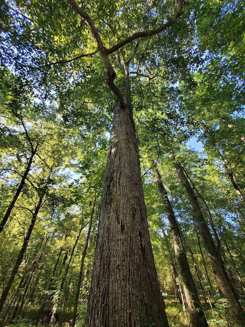 Big Oak Tree State Park