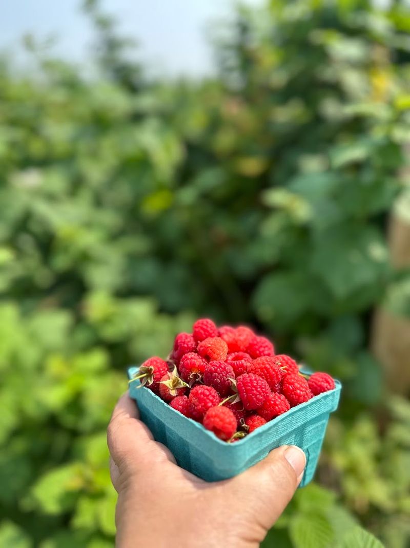Heider's Berry Farm - Woodstock, IL
