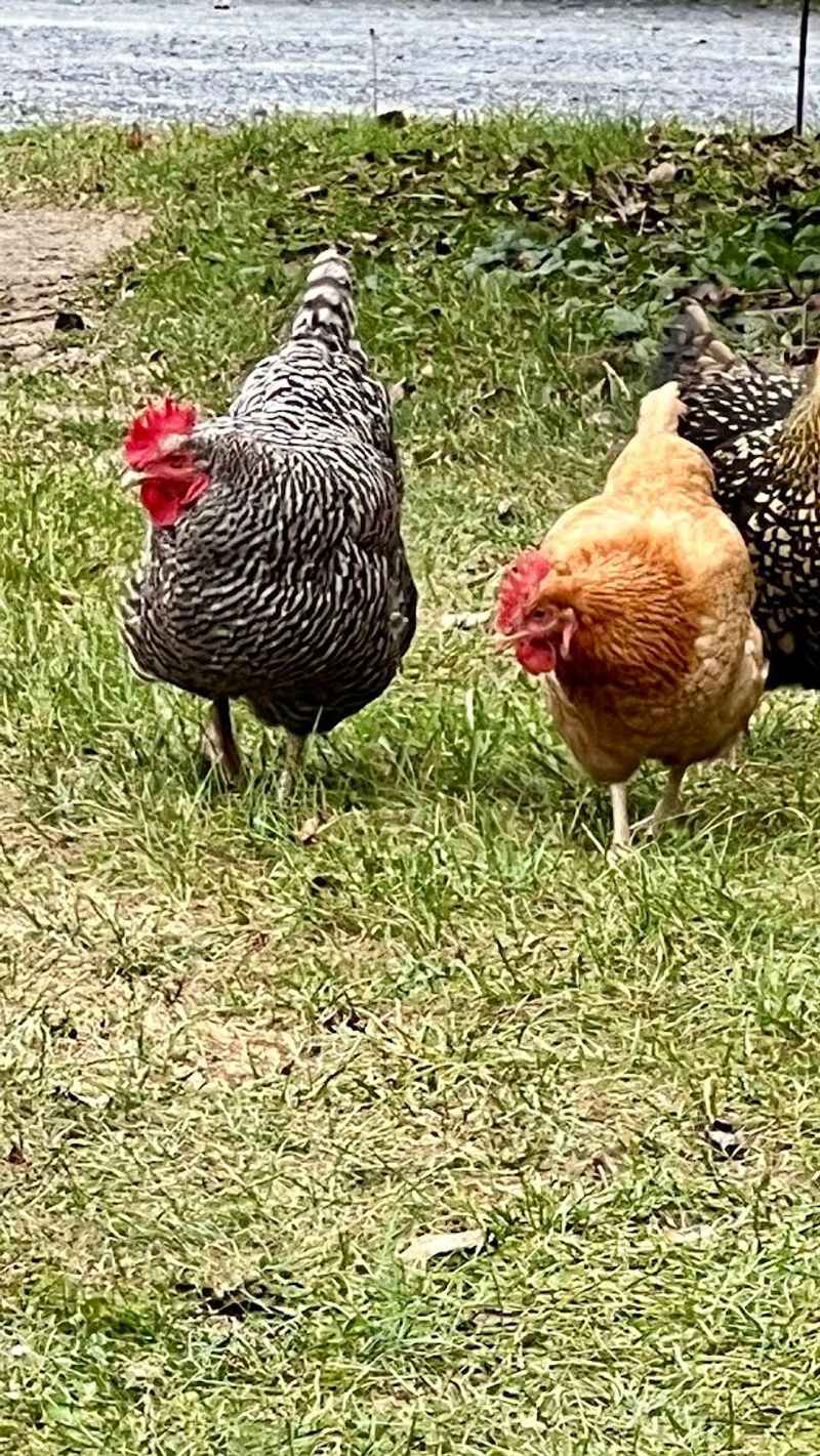Eggs So Fresh The Chickens Are Practically Neighbors