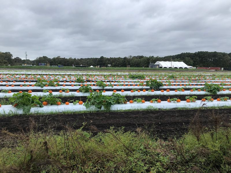 Eight Acres Of Corn Are Waiting To Test Your Sense Of Direction
