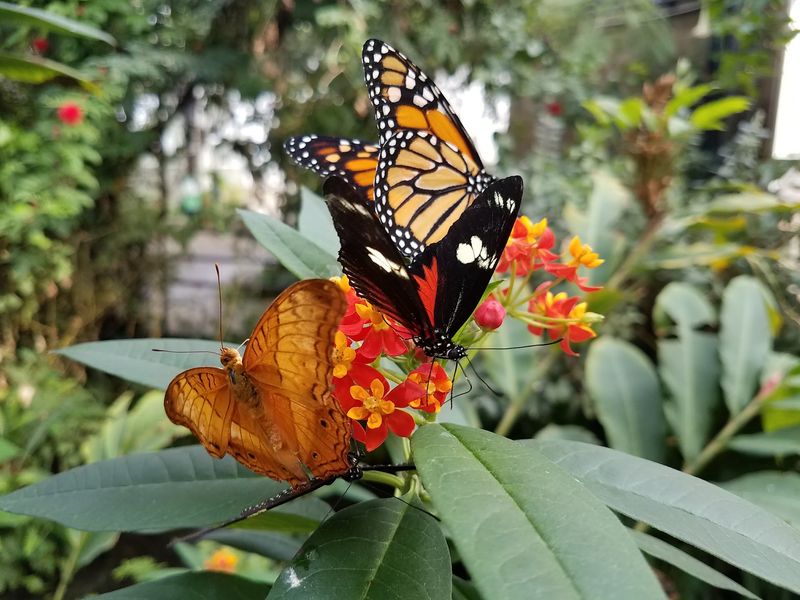 Eighteen Hundred Butterflies Are Waiting For You In This Rainforest