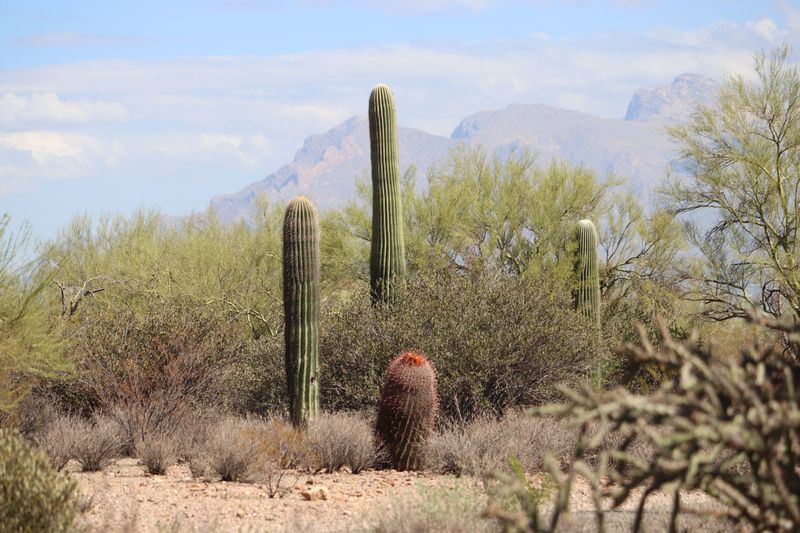 El Paso And Southwestern Greenway, Tucson