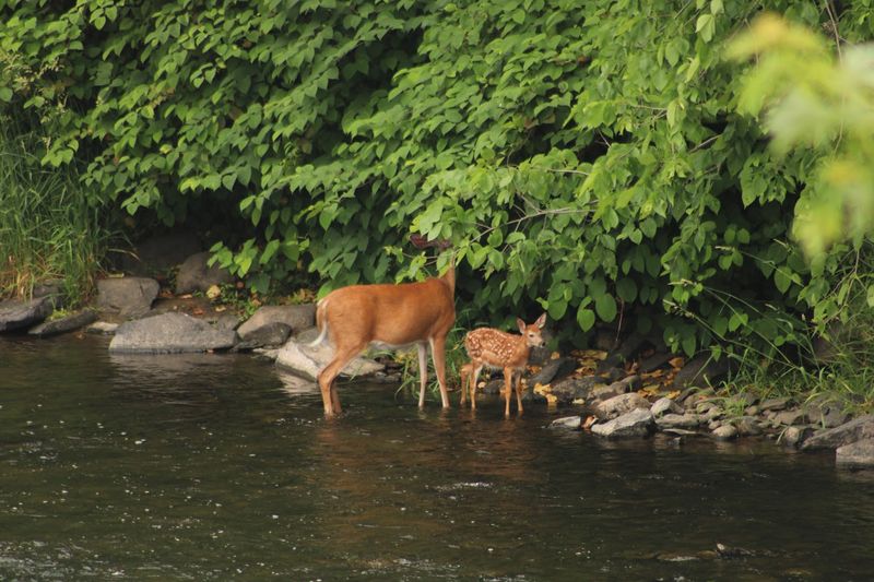 Wildlife Sightings Are a Regular Part of the Journey