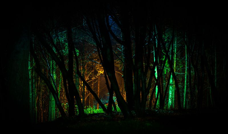 Electric Forest