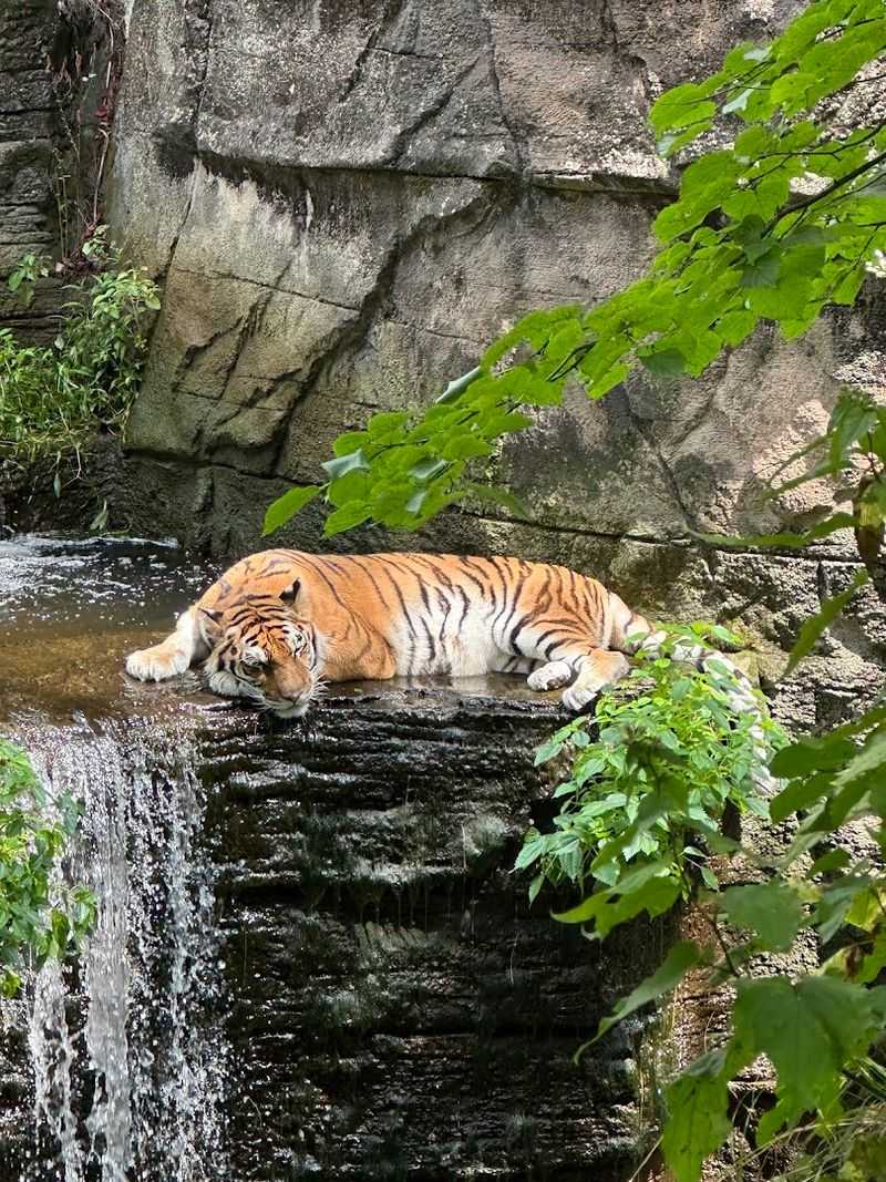 Asian Forest Section Features Cloud Leopards and Tigers