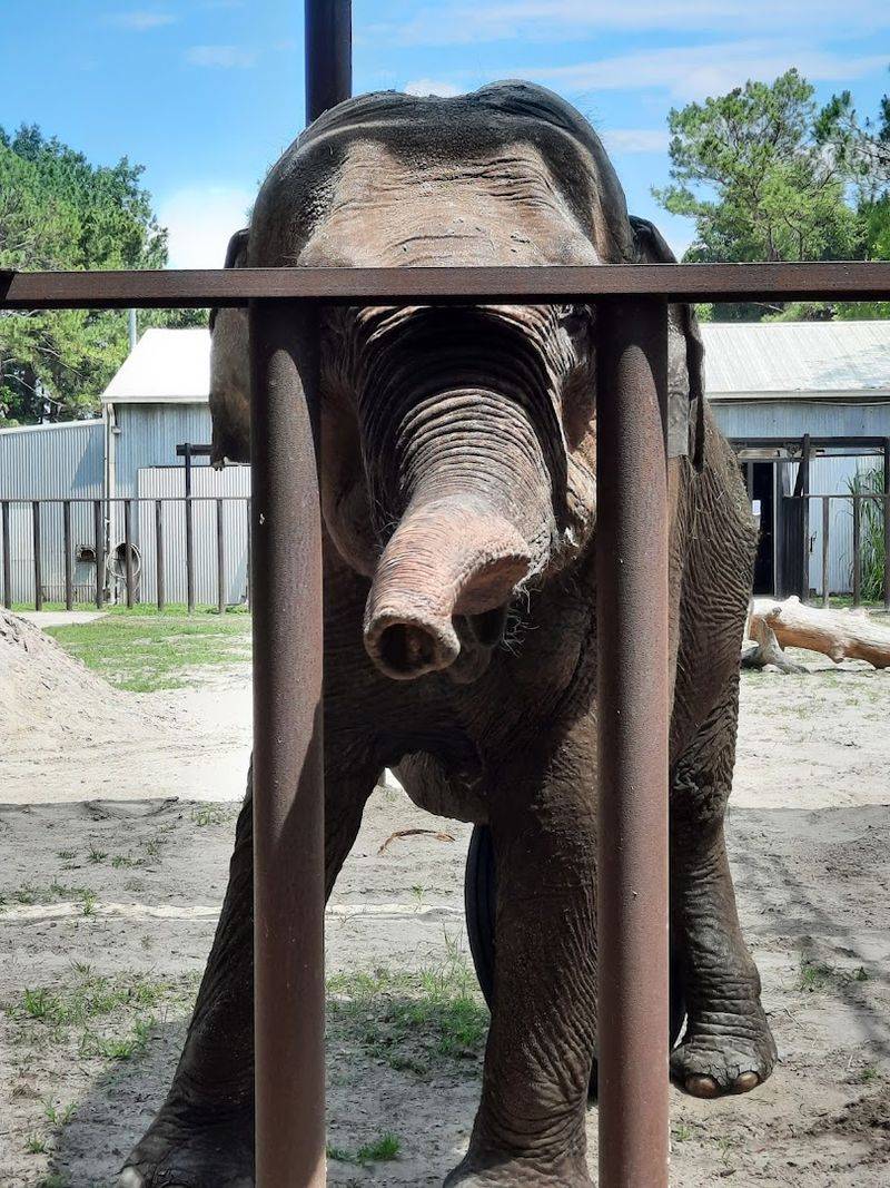 A Cast Of Unexpected Animal Neighbors