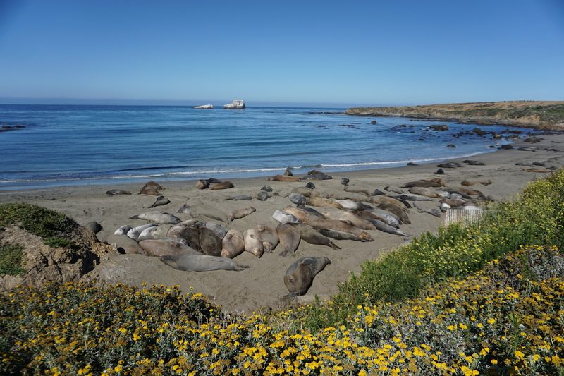 Elephant Seals And A Castle On A Hill