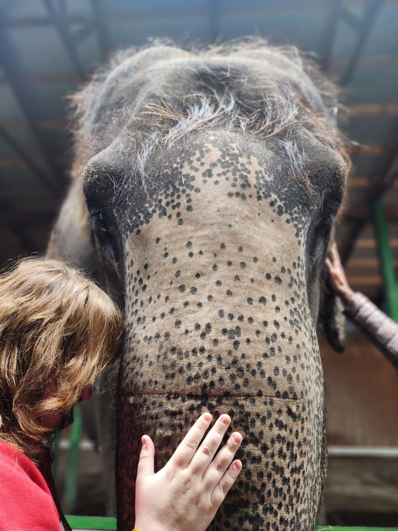 Up Close, Big Feelings: Meeting Gentle Giants Safely