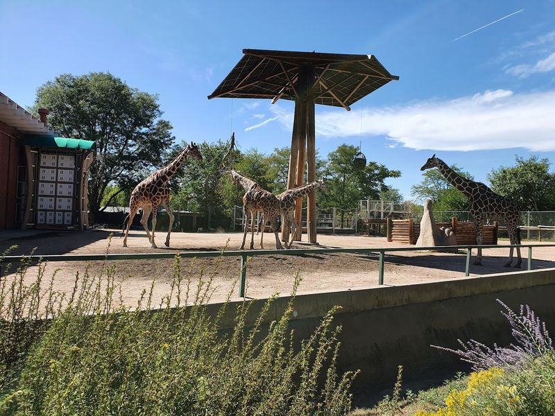 Rhinos: Ancient Armor, Modern Conservation