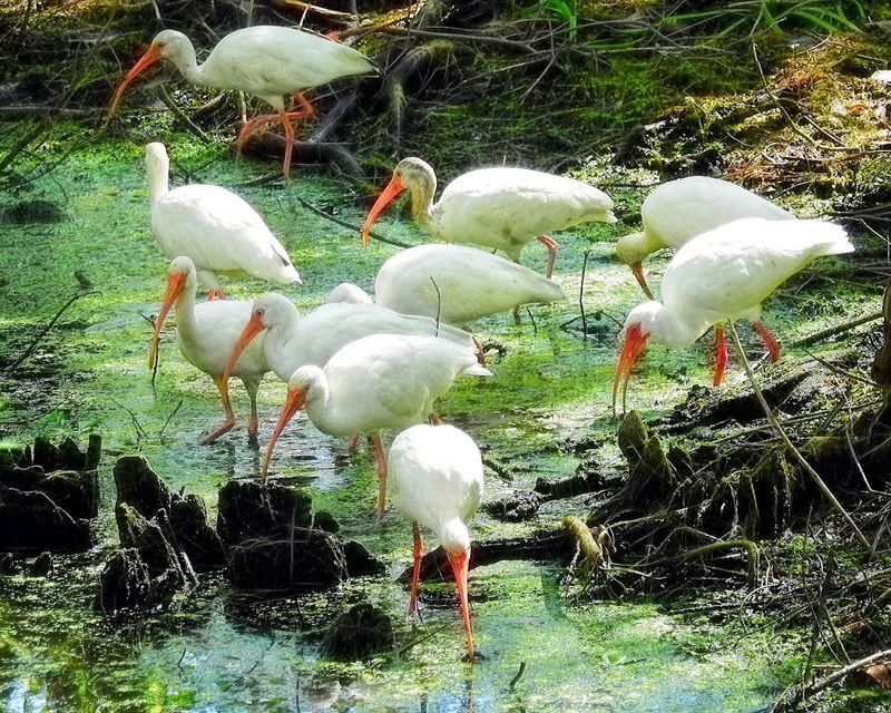 Wildlife Encounters Feel Delightfully Unpredictable