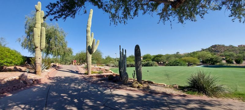 Greens That Roll True And Fast