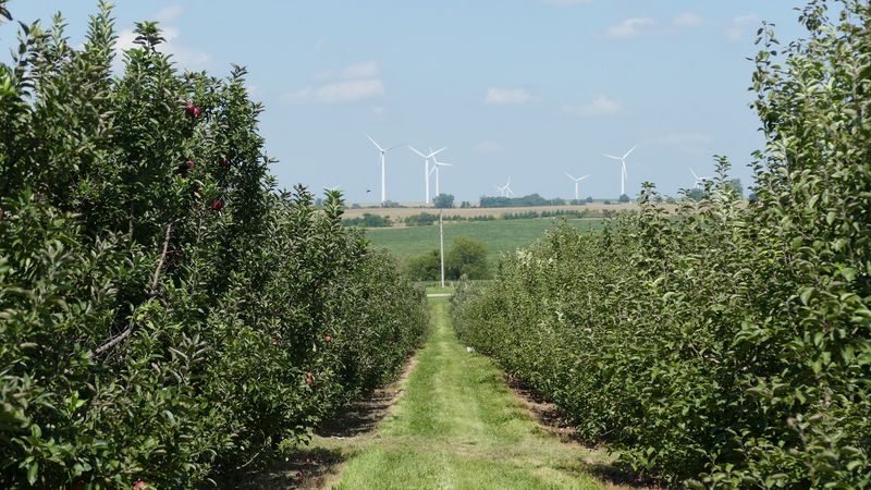 Eleven Thousand Apple Trees Ready For Picking