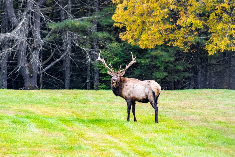 Elk County