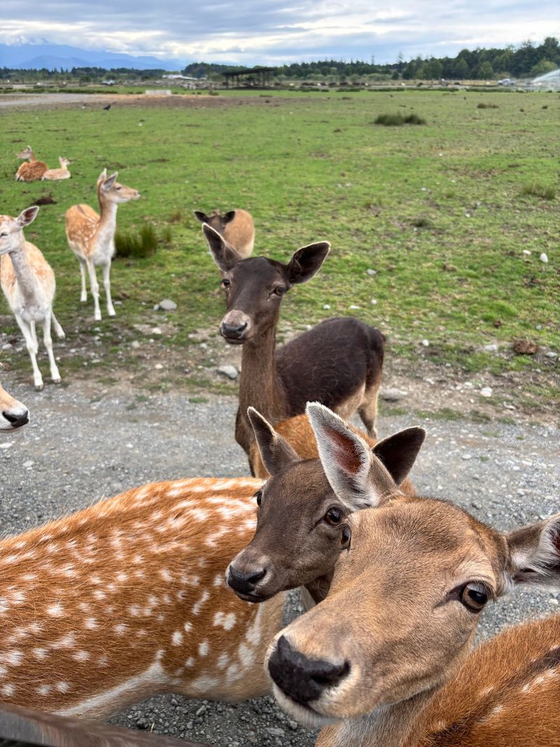 Elk, Deer, and Yaks Along the Route