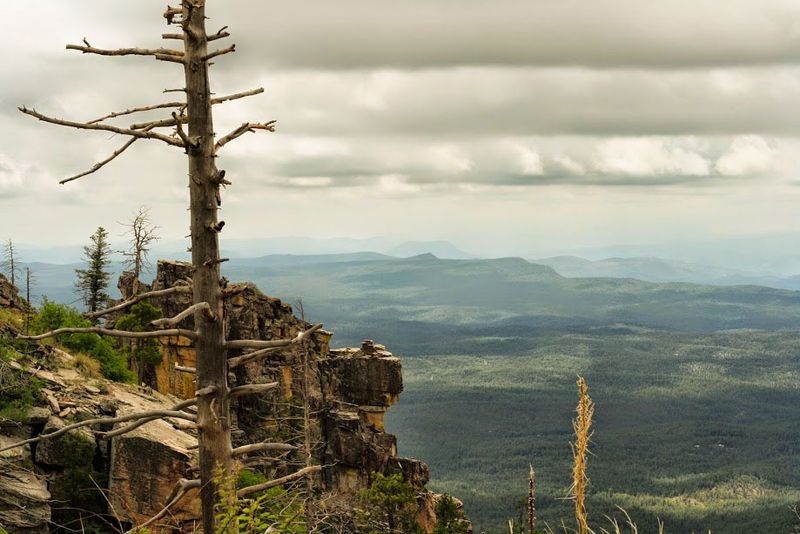 Elk, Eagles, And Being Bear Aware