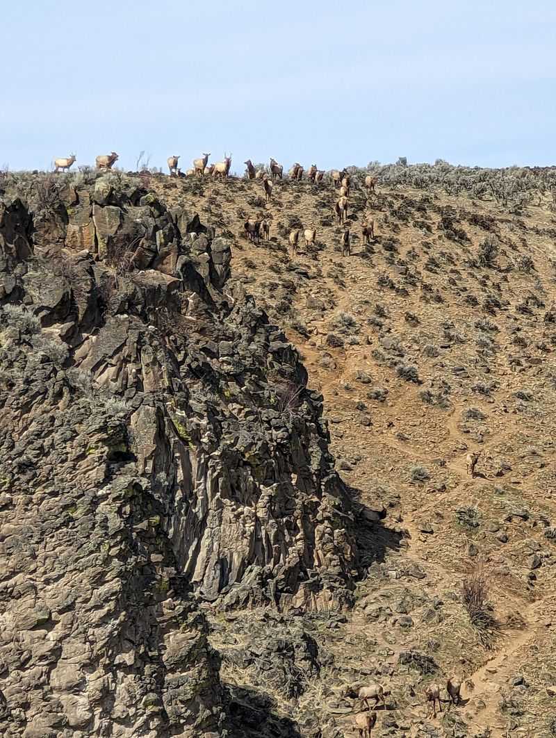 Elk Flowing Down the Mountainside
