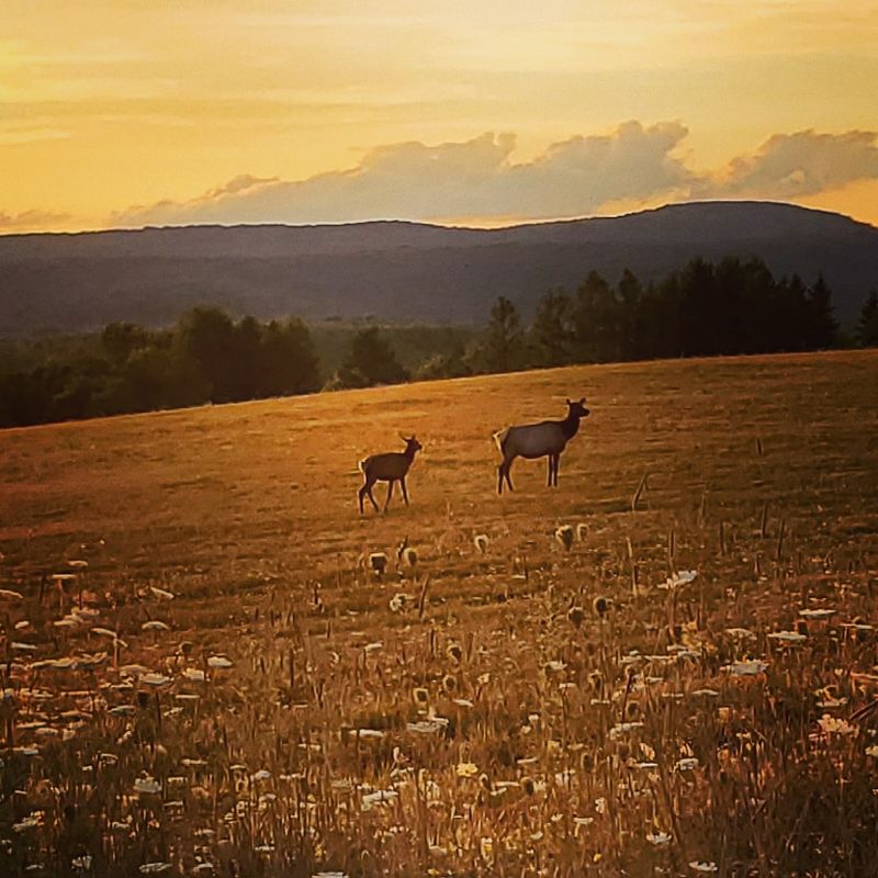 Elk Scenic Drive, Benezette, Pennsylvania