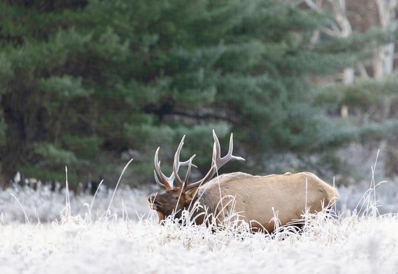 Elk Viewing At Dusk