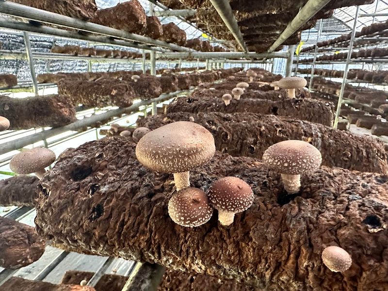 Ellijay Mushrooms Ellijay Mushrooms