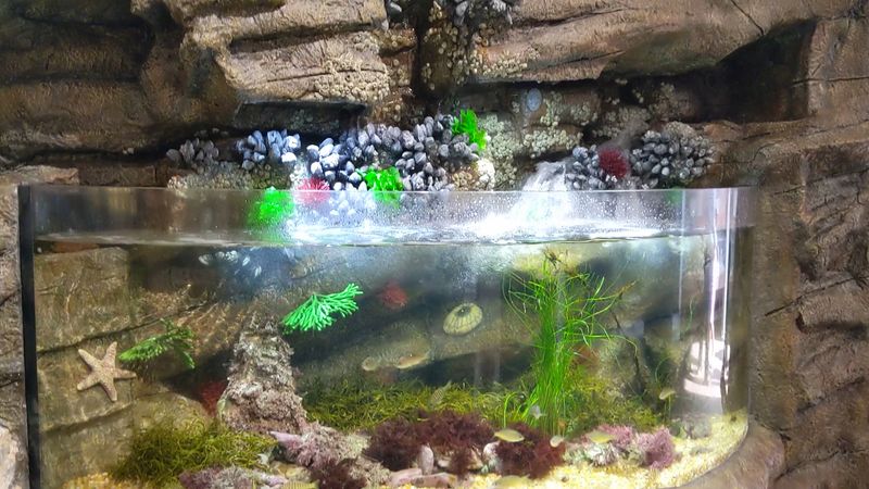 Cabrillo Marine Aquarium