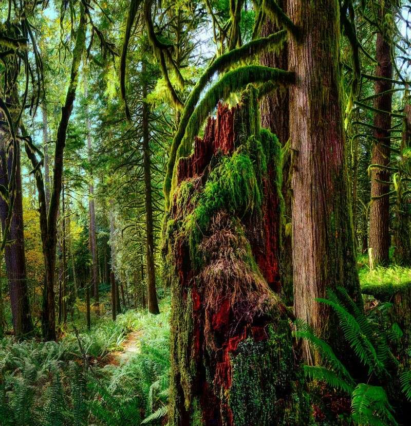 Emerald Moss And Storybook Scenery Emerald Moss And Storybook Scenery