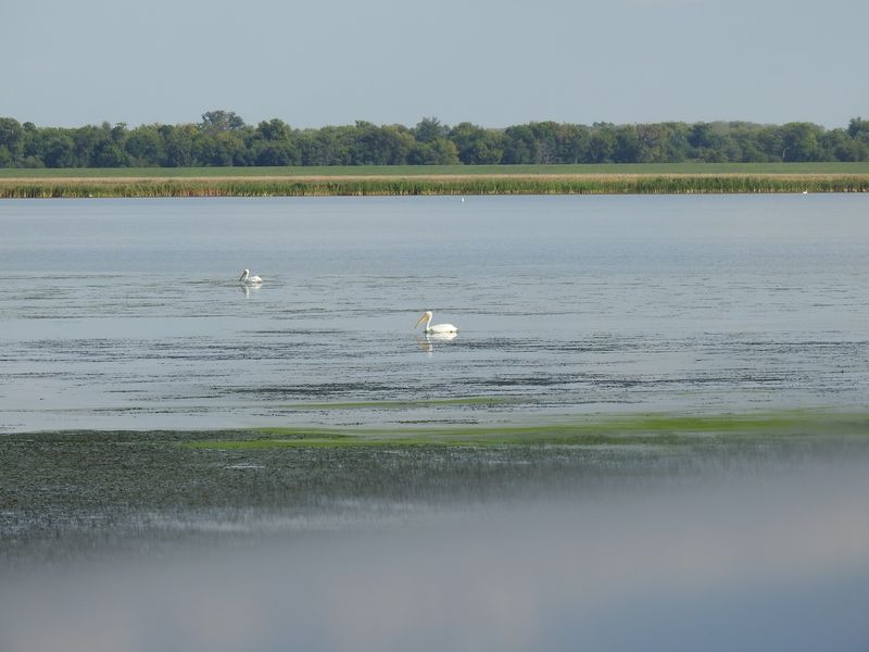 Emiquon National Wildlife Refuge