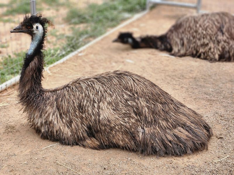 Emus, Peacocks, And The Birds That Run The Show