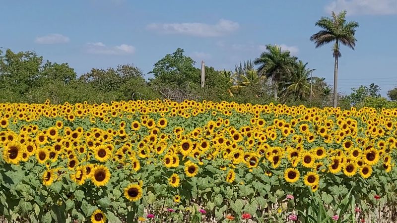 Endless Sunflower Fields Steal The Show Endless Sunflower Fields Steal The Show