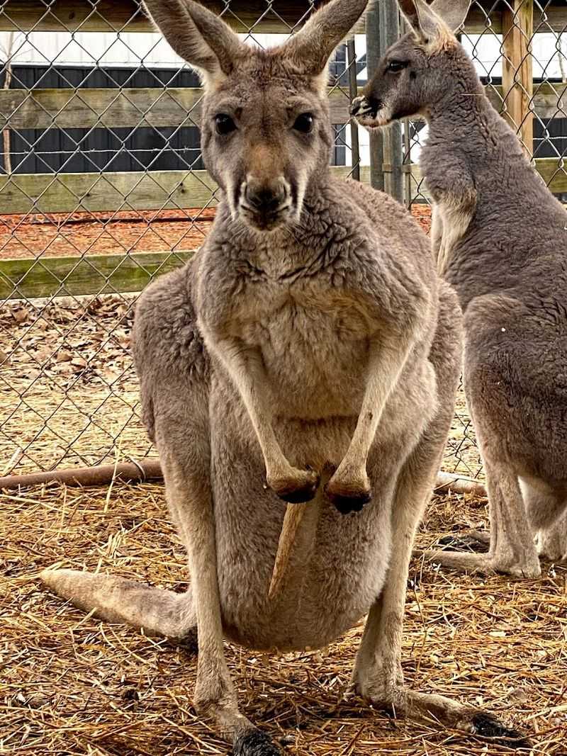 Capture Unforgettable Moments With Rare Animals