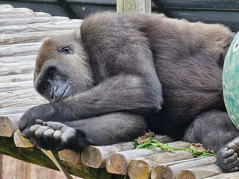 Learn About Wildlife Conservation And Education Programs