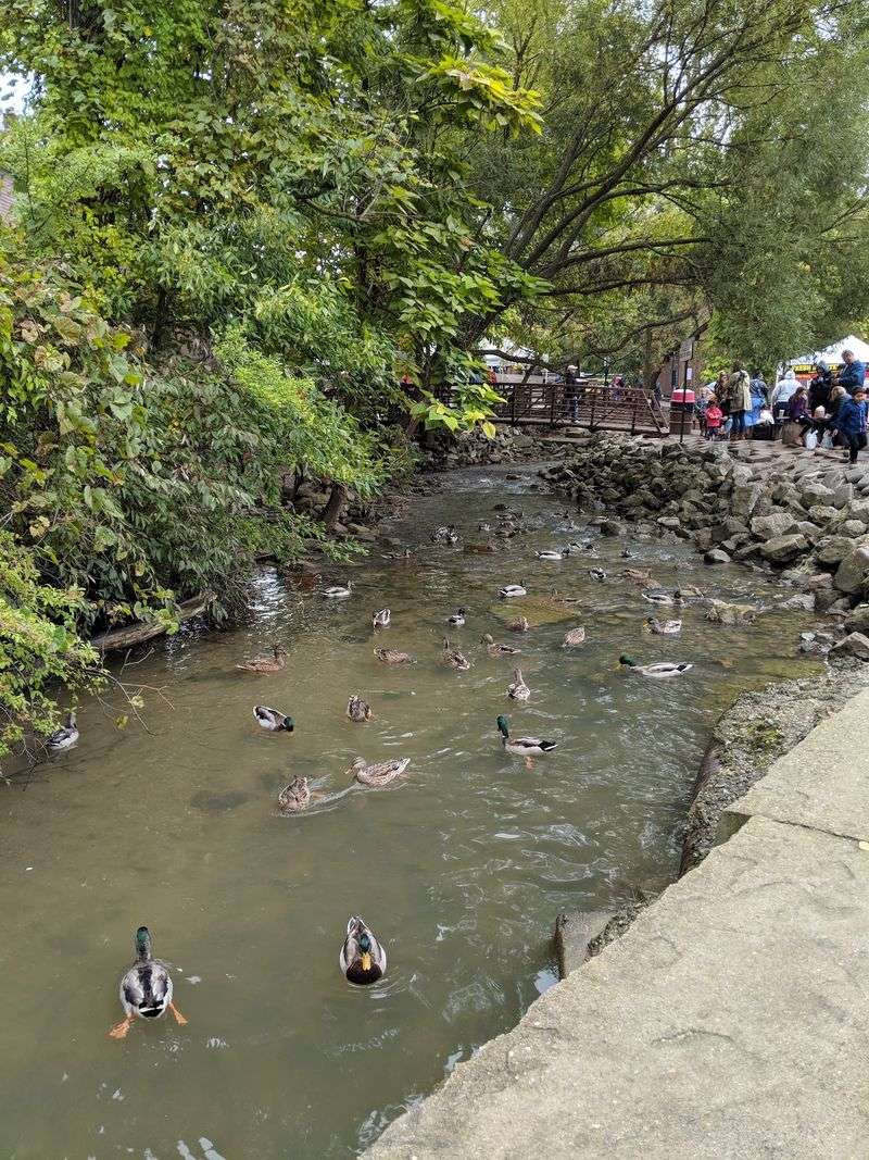 Enjoy The Ducks Without Sharing Donuts