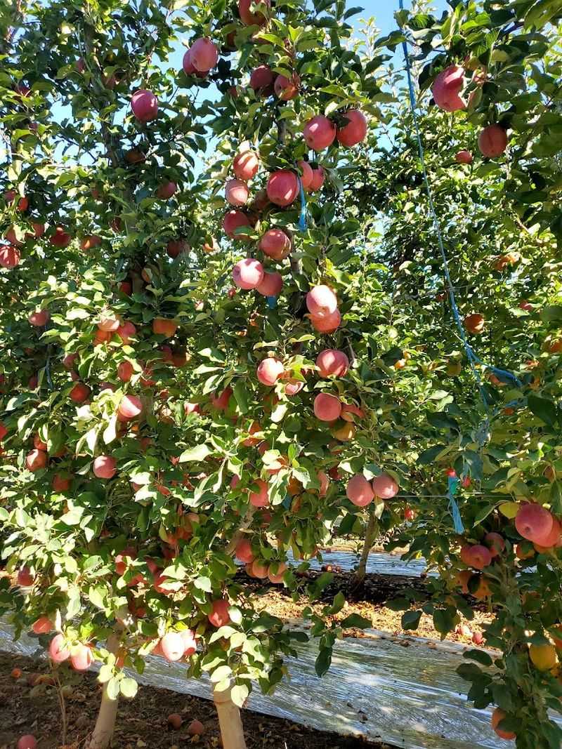 Grandview, Washington