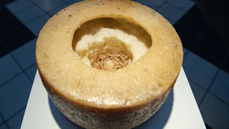 Casu Marzu: The Maggot-Infested Cheese