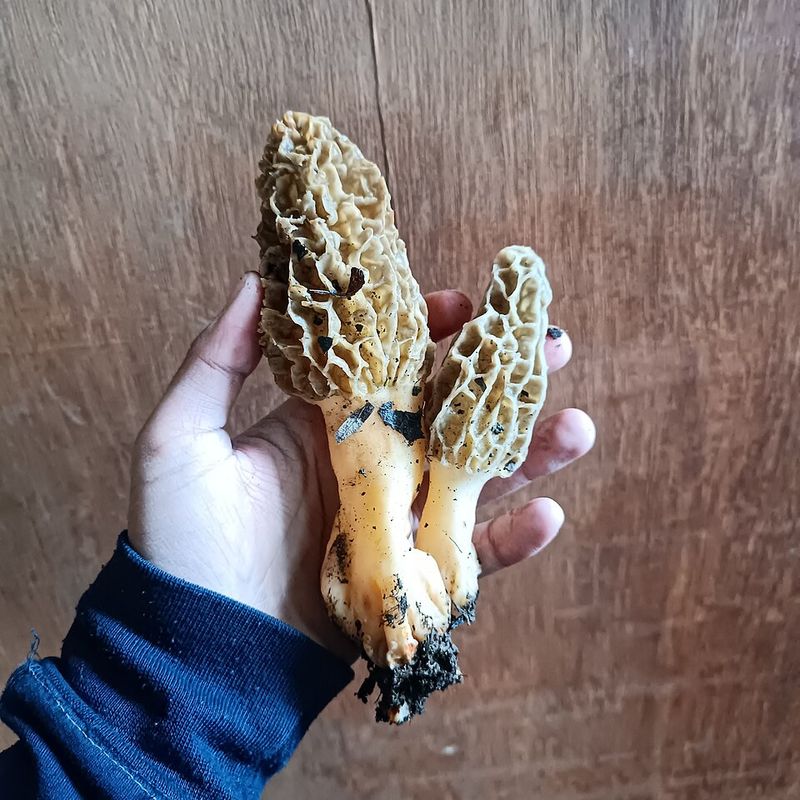 Proven Tips To Find More Morels Faster