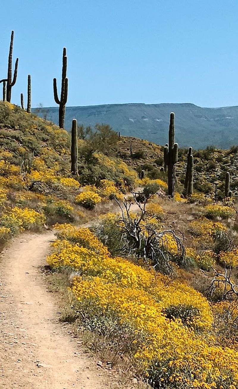 Cave Creek And The Go John Trail
