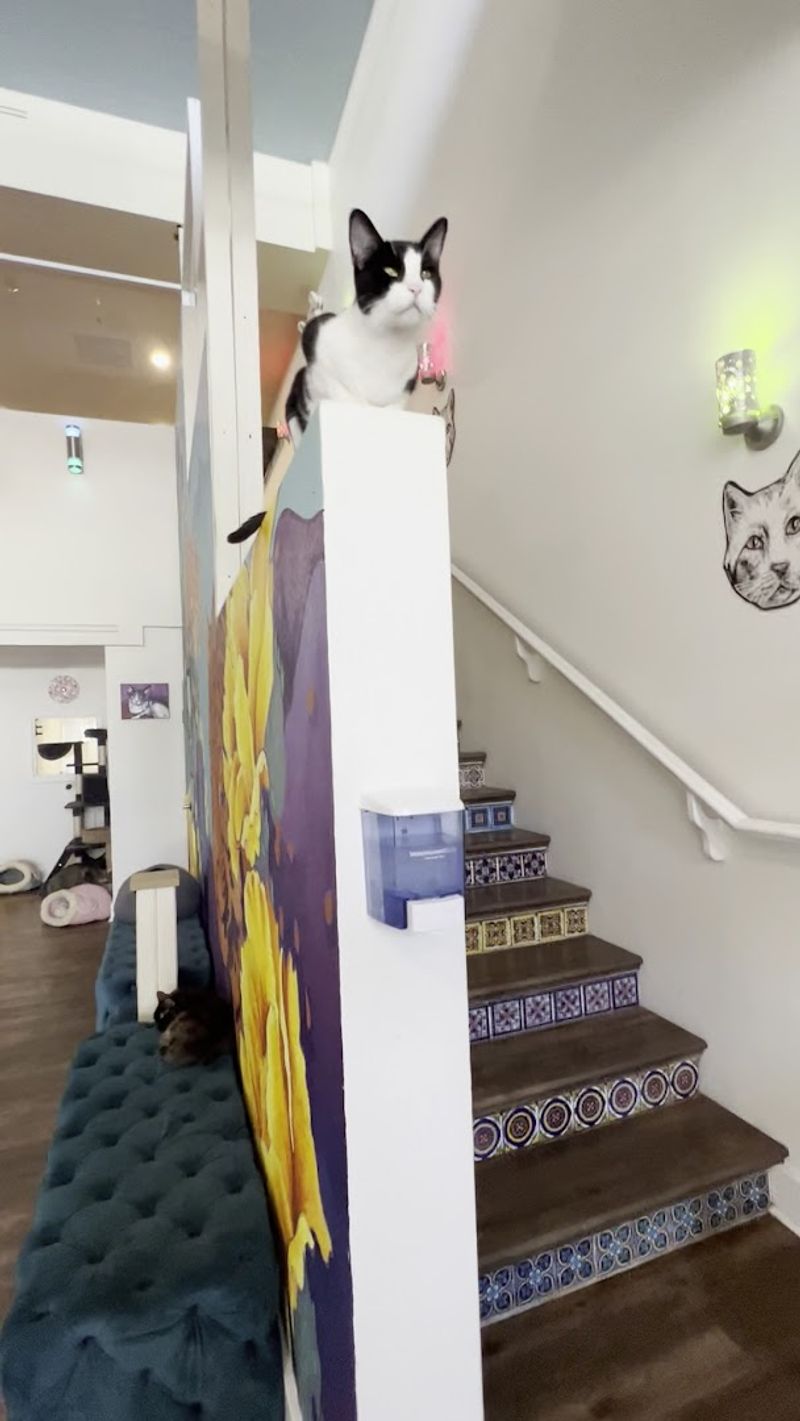 Finding PHX Cat Cafe And Practical Tips For First-Timers