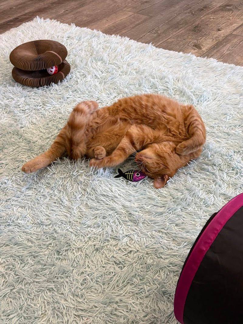 Events, Yoga With Cats, And Private Parties Events, Yoga With Cats, And Private Parties