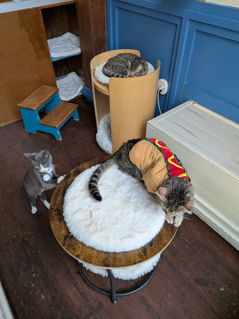 Cleanliness and Care Standards