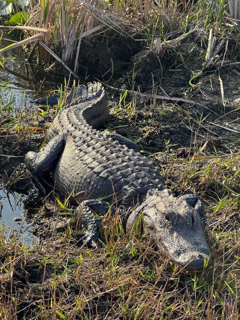 Everglades Main Park Road: A River of Grass Adventure