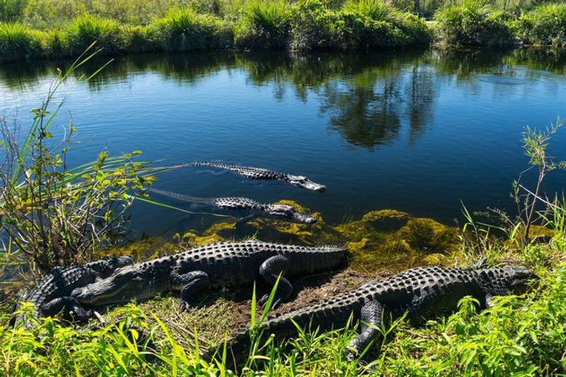 Everglades National Park, Florida City
